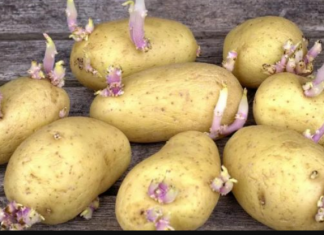 Možemo li jesti proklijali krompir? Evo odgovora koji bi svi trebali pročitati!