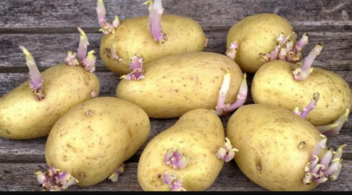Možemo li jesti proklijali krompir? Evo odgovora koji bi svi trebali pročitati!