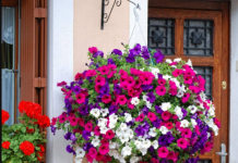 Posadite ovo cvijeće u februaru i imaćete najljepši balkon: Bujaće od proljeća do jeseni