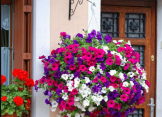 Posadite ovo cvijeće u februaru i imaćete najljepši balkon: Bujaće od proljeća do jeseni