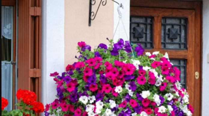 Posadite ovo cvijeće u februaru i imaćete najljepši balkon: Bujaće od proljeća do jeseni