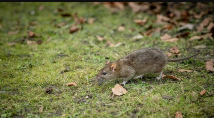 MIŠEVI SE PLAŠE SAMO OD MIRISA OVE BILJKE, MORATE JE IMATI U SVOM DOMU: Čim je osete BJEŽE glavom bez obzira