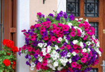 Posadite ovo cvijeće u februaru i imaćete najljepši balkon: Bujaće od proljeća do jeseni
