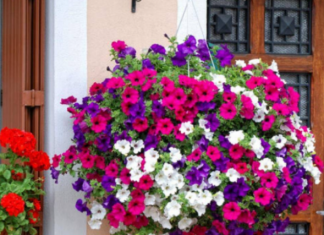 Posadite ovo cvijeće u februaru i imaćete najljepši balkon: Bujaće od proljeća do jeseni