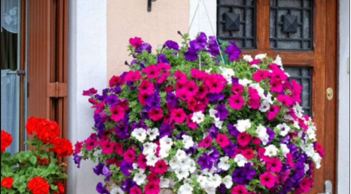 Posadite ovo cvijeće u februaru i imaćete najljepši balkon: Bujaće od proljeća do jeseni