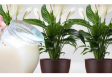 Samo 1 šalica će SPATIFILIUM doslovno eksplodirati: Toliko cvjetova i novih listova još niste vidjeli!