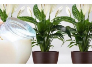 Samo 1 šalica će SPATIFILIUM doslovno eksplodirati: Toliko cvjetova i novih listova još niste vidjeli!