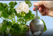 Odmah je procvetao! Samo 1 kašičica bilo kog sobnog cveća će zagarantovano procvetati!