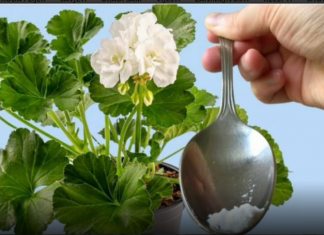 Odmah je procvetao! Samo 1 kašičica bilo kog sobnog cveća će zagarantovano procvetati!