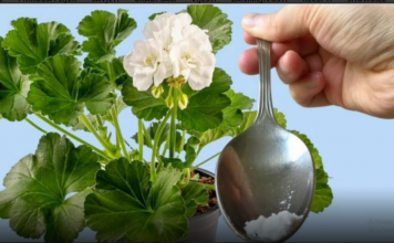 Odmah je procvetao! Samo 1 kašičica bilo kog sobnog cveća će zagarantovano procvetati!