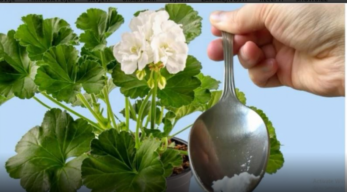 Odmah je procvetao! Samo 1 kašičica bilo kog sobnog cveća će zagarantovano procvetati!