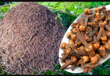 Mravi se GODINAMA ne vraćaju u moj vrt: Učinite OVO i riješit ćete ih se na jako dugo vrijeme!