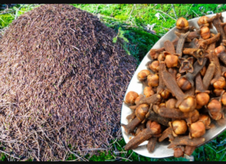 Mravi se GODINAMA ne vraćaju u moj vrt: Učinite OVO i riješit ćete ih se na jako dugo vrijeme!