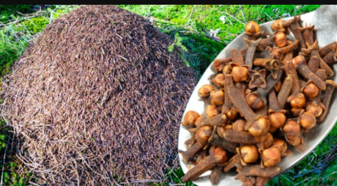 Mravi se GODINAMA ne vraćaju u moj vrt: Učinite OVO i riješit ćete ih se na jako dugo vrijeme!