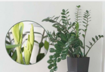 Samo 3 supene kašike i zamiokulkas će dati PUNO novih listova!