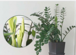 Samo 3 supene kašike i zamiokulkas će dati PUNO novih listova!