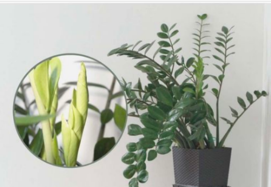 Samo 3 supene kašike i zamiokulkas će dati PUNO novih listova!