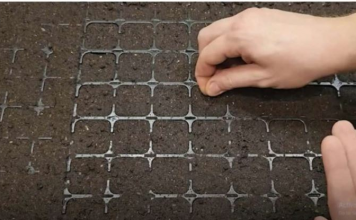 Točan DATUM sjetve paradajza, paprike, krastavaca i mrkve u 2025. godini: Vrtlari, ZAPIŠITE OVO!