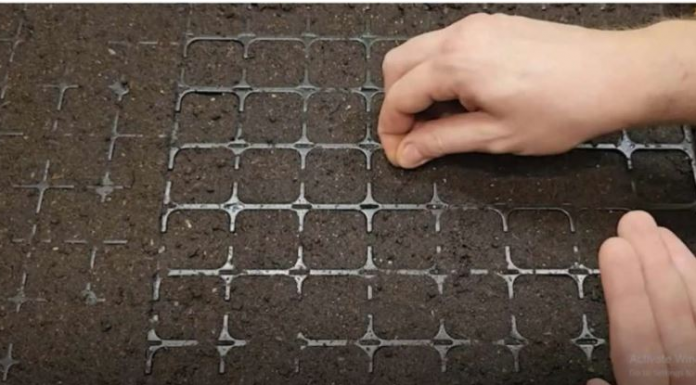 Točan DATUM sjetve paradajza, paprike, krastavaca i mrkve u 2025. godini: Vrtlari, ZAPIŠITE OVO!