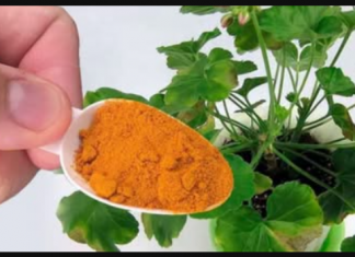 Stavite 1 kašičicu ispod bilo kojeg cvijeta u vašem domu u martu: Ponovo će pozeleneti i obilno procvjetati!