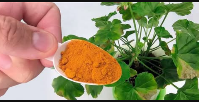 Stavite 1 kašičicu ispod bilo kojeg cvijeta u vašem domu u martu: Ponovo će pozeleneti i obilno procvjetati!