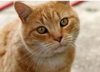 ZAŠTO MAČKA PRATI VLASNIKA U STOPU: Ako ide s vama čak i u WC, EVO ŠTA VAM PORUČUJE