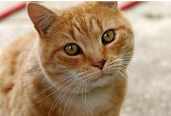 ZAŠTO MAČKA PRATI VLASNIKA U STOPU: Ako ide s vama čak i u WC, EVO ŠTA VAM PORUČUJE