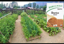 Običan cimet je blago za svakog baštovana: Uvijek imam 1 pakovanje pri ruci u dvorištu, EFEKAT JE NEPROCENJIV!