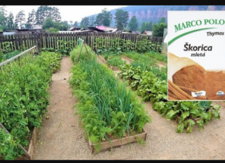 Običan cimet je blago za svakog baštovana: Uvijek imam 1 pakovanje pri ruci u dvorištu, EFEKAT JE NEPROCENJIV!