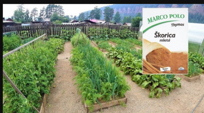 Običan cimet je blago za svakog baštovana: Uvijek imam 1 pakovanje pri ruci u dvorištu, EFEKAT JE NEPROCENJIV!