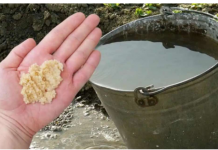 Kad uvodu dodam OVO, sve biljke bukte kao požar: Tajna obilne žetve, paradajza, krastavci i prekrasne sobne biljke!