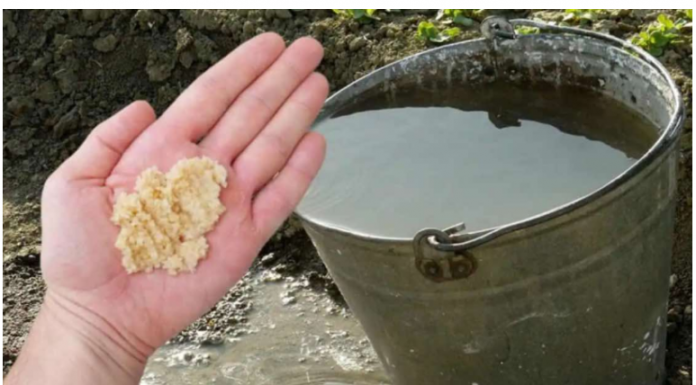 Kad uvodu dodam OVO, sve biljke bukte kao požar: Tajna obilne žetve, paradajza, krastavci i prekrasne sobne biljke!