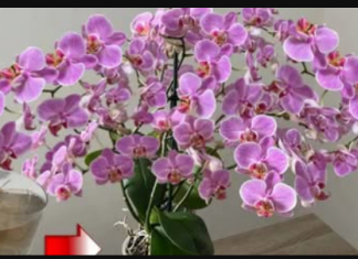 URADITE OVO HITNO U FEBRUARU! Orhideja će cvjetati kao luda i pustiti puno korijena!