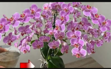 URADITE OVO HITNO U FEBRUARU! Orhideja će cvjetati kao luda i pustiti puno korijena!