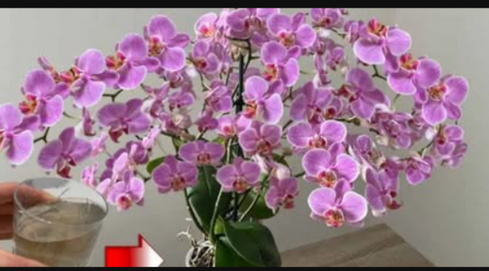 URADITE OVO HITNO U FEBRUARU! Orhideja će cvjetati kao luda i pustiti puno korijena!