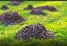 Krtice će ODMAH napustiti vaš vrt bez zamki i otrova..