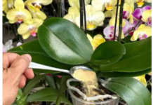 1 kašičica direktno u saksiju i 0RHIDEJA cvjeta skoro N0N-ST0P: Nema plijesni, bolesti i imam 5 puta više cvjetova!