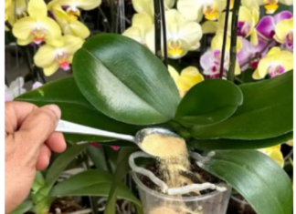 1 kašičica direktno u saksiju i 0RHIDEJA cvjeta skoro N0N-ST0P: Nema plijesni, bolesti i imam 5 puta više cvjetova!