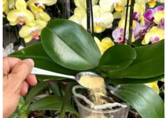 1 kašičica direktno u saksiju i 0RHIDEJA cvjeta skoro N0N-ST0P: Nema plijesni, bolesti i imam 5 puta više cvjetova!