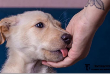 Šta Znači Kada Vas Pas Liže po Ruci?