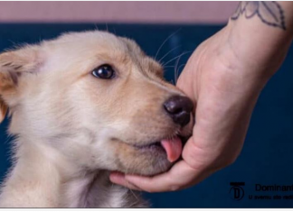 Šta Znači Kada Vas Pas Liže po Ruci?