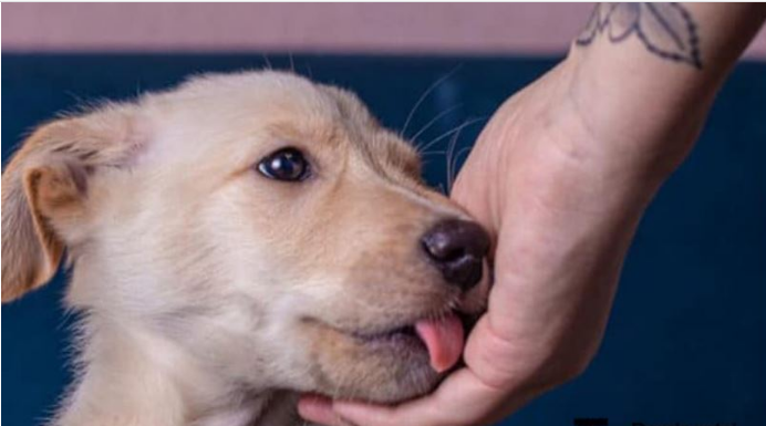 Šta Znači Kada Vas Pas Liže po Ruci?