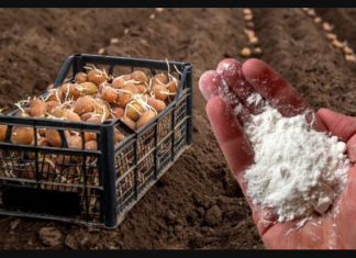 DVOSTRUKI prinos krompira: Obavezno ga dodajte u zemlju prije sadnje!