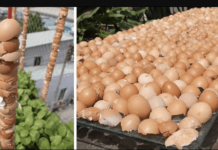 Od ovog trenutka ove školjke se smatraju blagom u mojoj bašti: Hvala komšija na ovom savjetu, KORISTIĆEŠ GA CIJELE SEZONE!