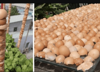 Od ovog trenutka ove školjke se smatraju blagom u mojoj bašti: Hvala komšija na ovom savjetu, KORISTIĆEŠ GA CIJELE SEZONE!