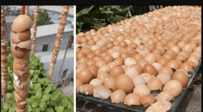 Od ovog trenutka ove školjke se smatraju blagom u mojoj bašti: Hvala komšija na ovom savjetu, KORISTIĆEŠ GA CIJELE SEZONE!