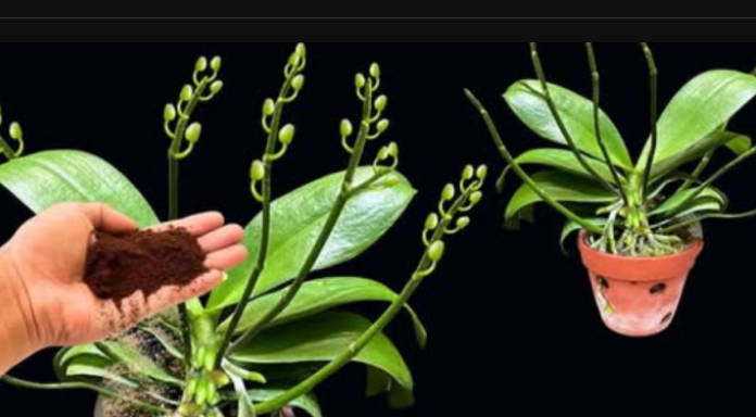 Nisam vjerovao, ali STVARNO je istina: Sa samo 3 žlice možete procvjetati sve svoje orhideje!