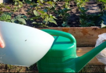 Njime zalijevajte paradajz, krastavce i jagode u MAJU: Nema boljeg đubriva!