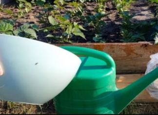 Njime zalijevajte paradajz, krastavce i jagode u MAJU: Nema boljeg đubriva!