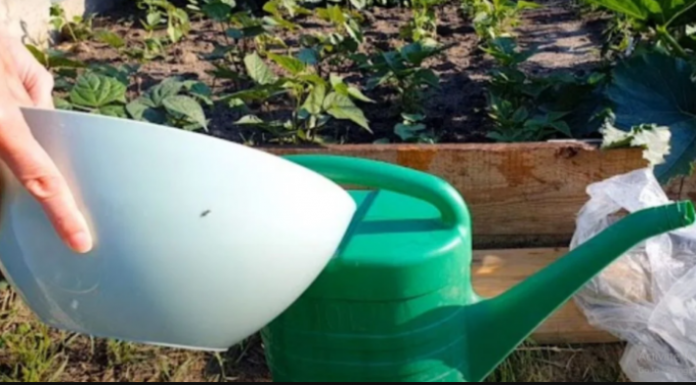 Njime zalijevajte paradajz, krastavce i jagode u MAJU: Nema boljeg đubriva!